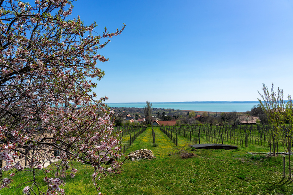 Pályázat a Balatonfüred – Csopaki Borvidék arculati elemeinek megújítására