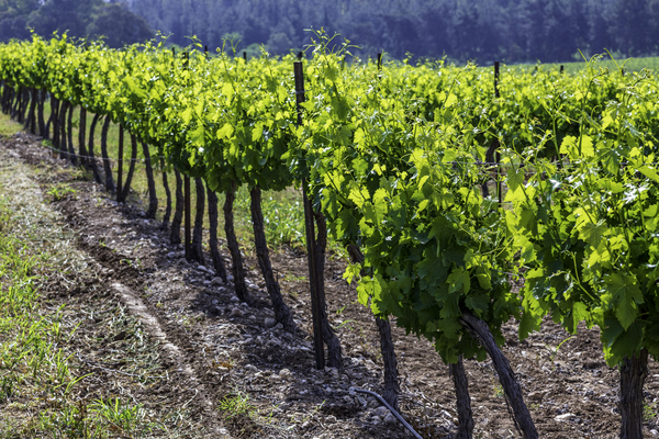 Kérdések és válaszok Izrael borvidékeiről és borairól