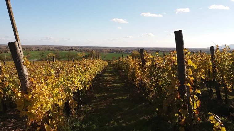 Sürgősen eladó szőlő Tokaj-Hegyalján