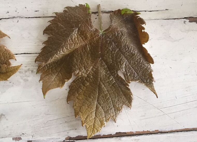 A DNS leleplezte a magyar szőlőfajta rokonát – Interjú a svájci kutatóval, aki azonosította a furmint török ikertestvérét