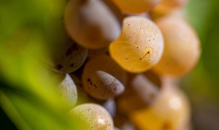 Klímára hangolva – a Nap szőlője: a solaris