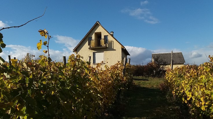 Sürgősen eladó szőlő Tokaj-Hegyalján