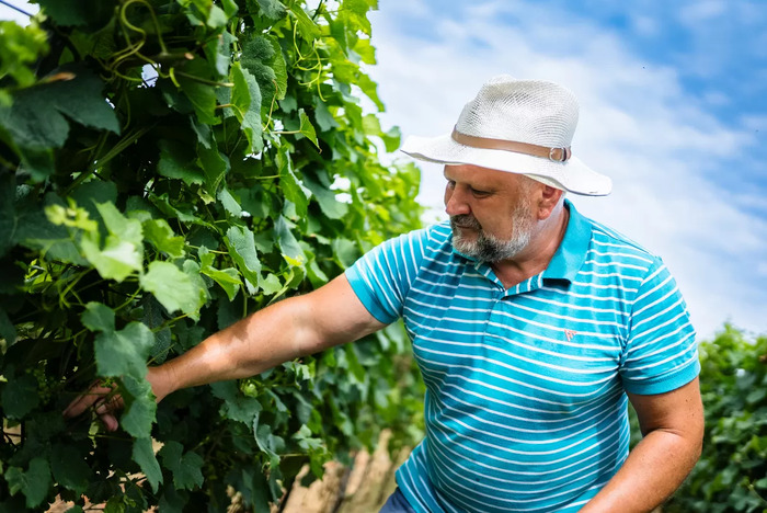 A szüret művészete: a Balaton mikroklímája és a bor minőségét meghatározó döntések